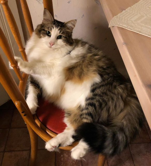 Sibirisk katt Hubble